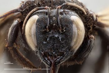 Media type: image;   Entomology 810643 Aspect: head frontal view